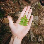 Hand holding plant